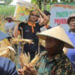 Read more about the article Kembangkan Desa Binaan, Lazismu UMS Bersama Warga Ngablak Panen Raya Jagung