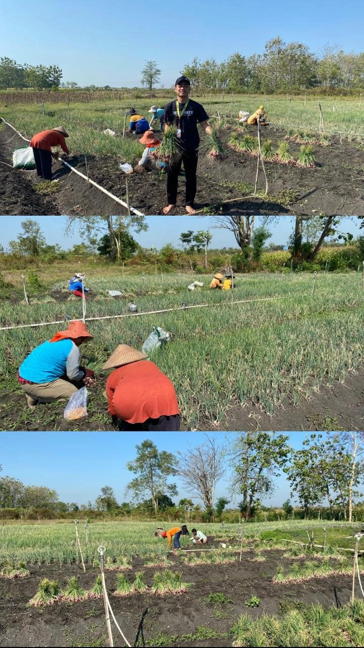 Read more about the article Kelompok 38 KKN MAS Turut Serta dalam Kegiatan Panen Bawang Merah di Desa Jagan, Dusun Rejosari