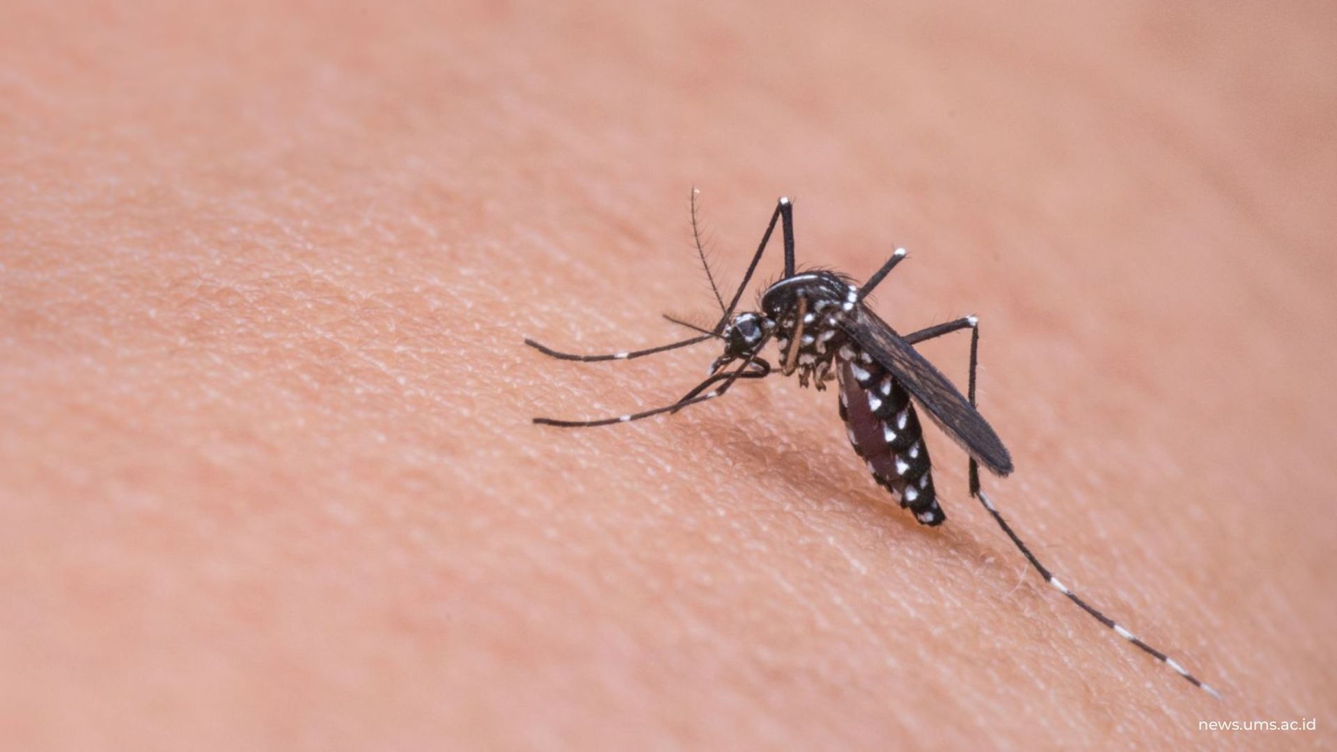 Nyamuk Malaria Kesehatan UMS Tips Tips Kesehatan Muhammadiyah Dokter Dokter UMS IKN