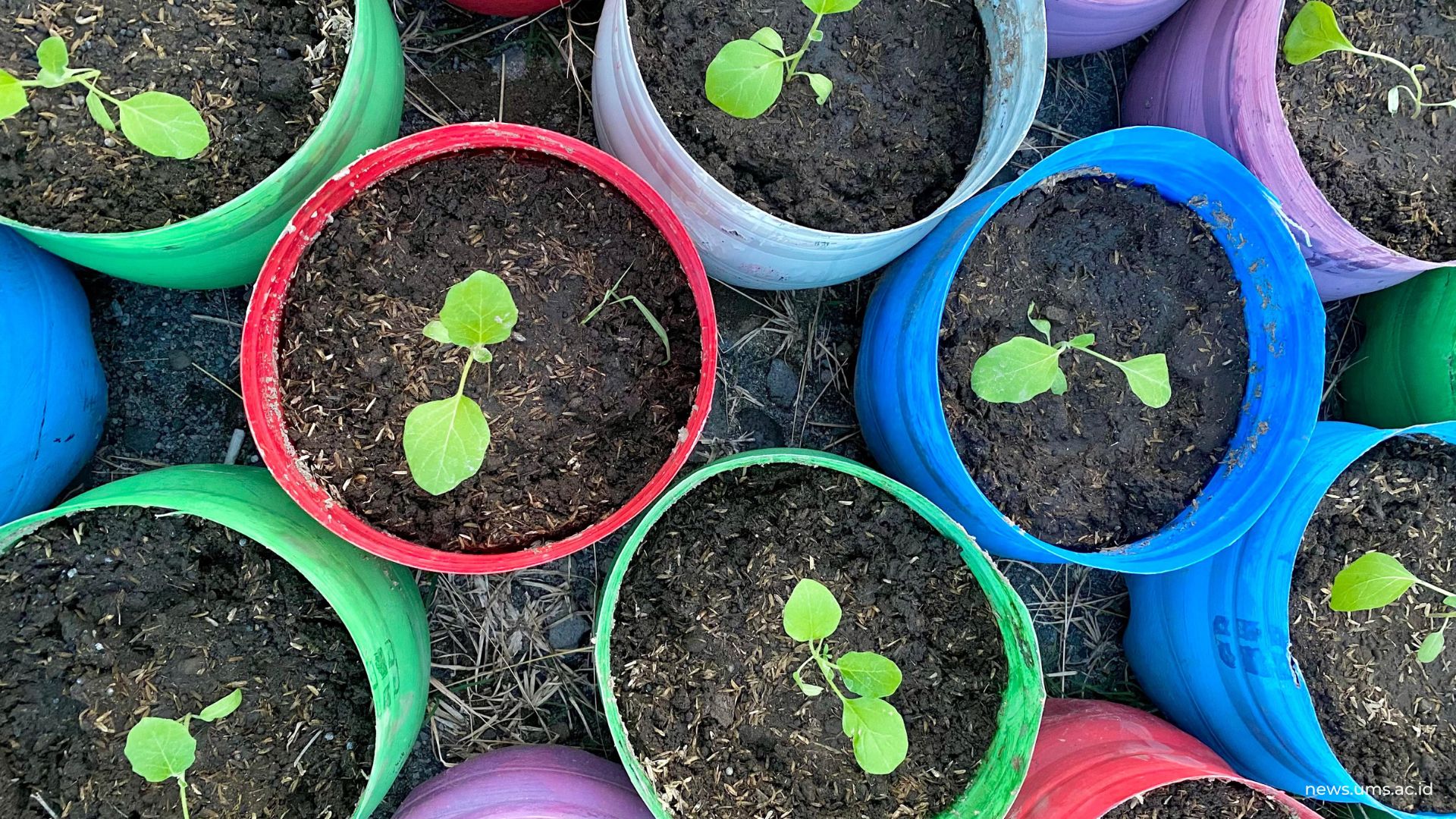 Tim PPK Ormawa IMM Averroes FT UMS Gagas Program Smartani Jati: Inovasi Sekolah Perempuan melalui Farm-Pod Berbasis IoT