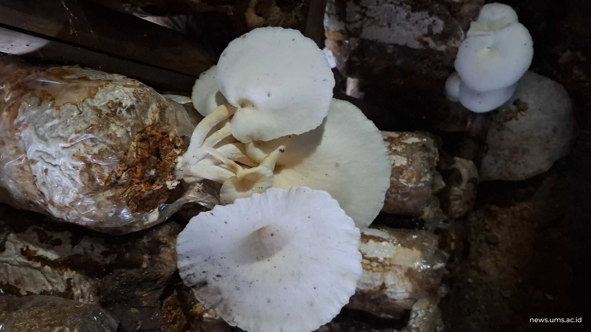 Jamur Tiram hasil dari Petani Jamur Desa Krajan