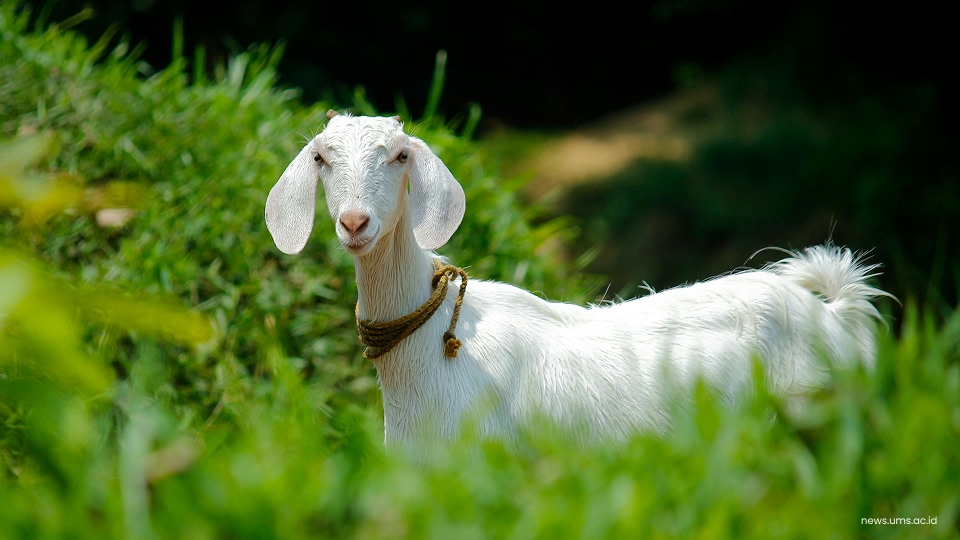 Ilustrasi kambing. (Foto Pexels/Photo by Nandhu Kumar)