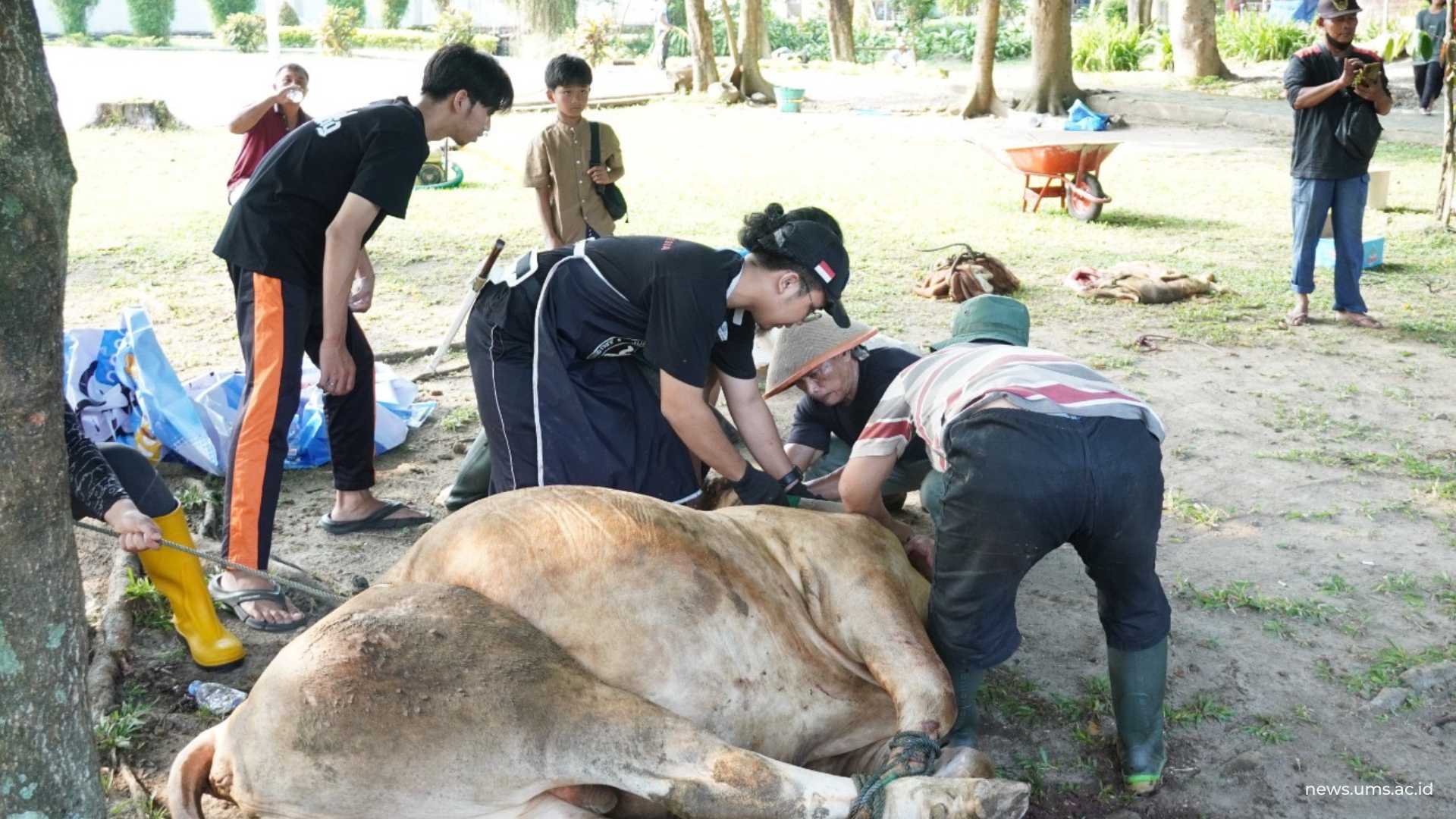 Mahasiswa UMS, Faris, saat menyembelih salah satu sapi qurban UMS
