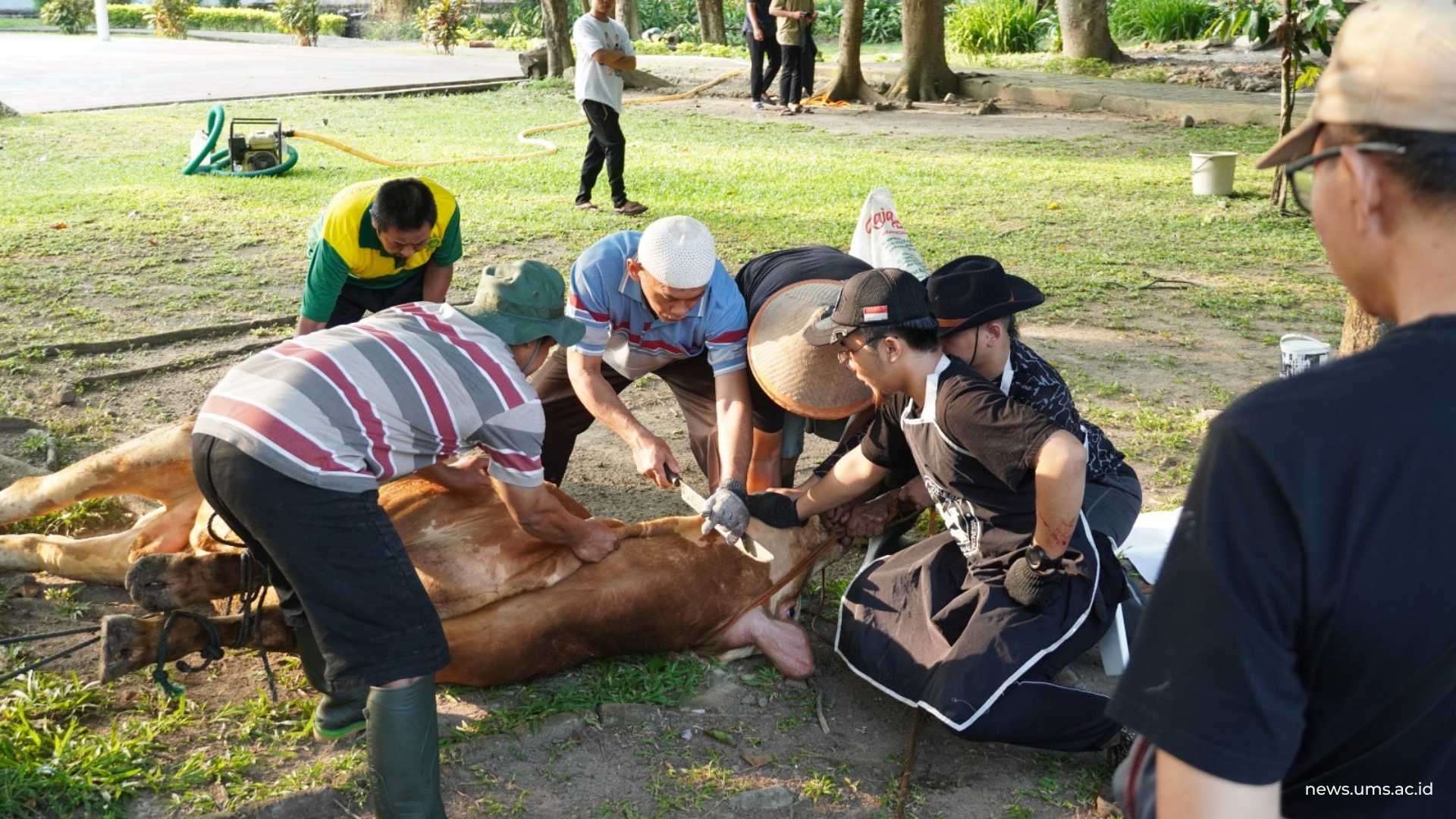 Proses penyembelihan hewan kurban di Lapangan Timur Masjid Hj. Sudalmiyah Rais, Kampus 2 UMS, Kamis, (28/5).