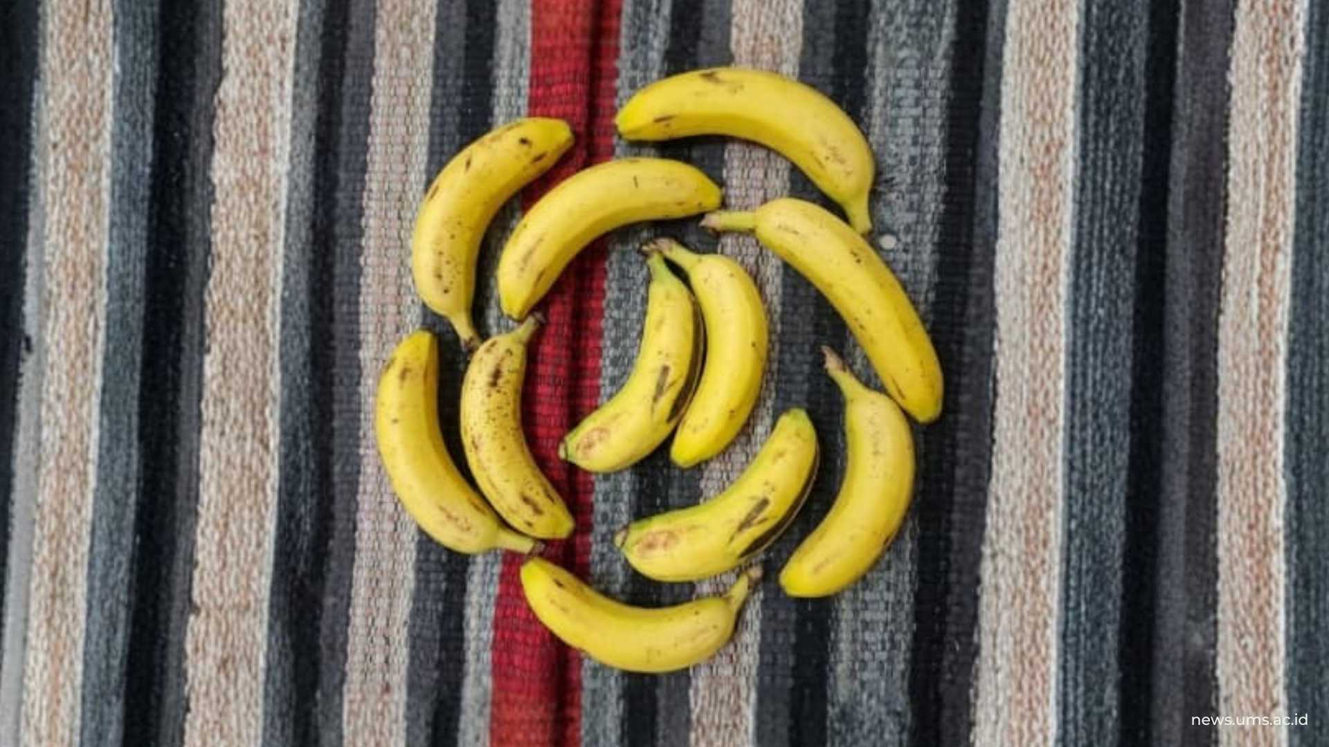 Gambar buah pisang