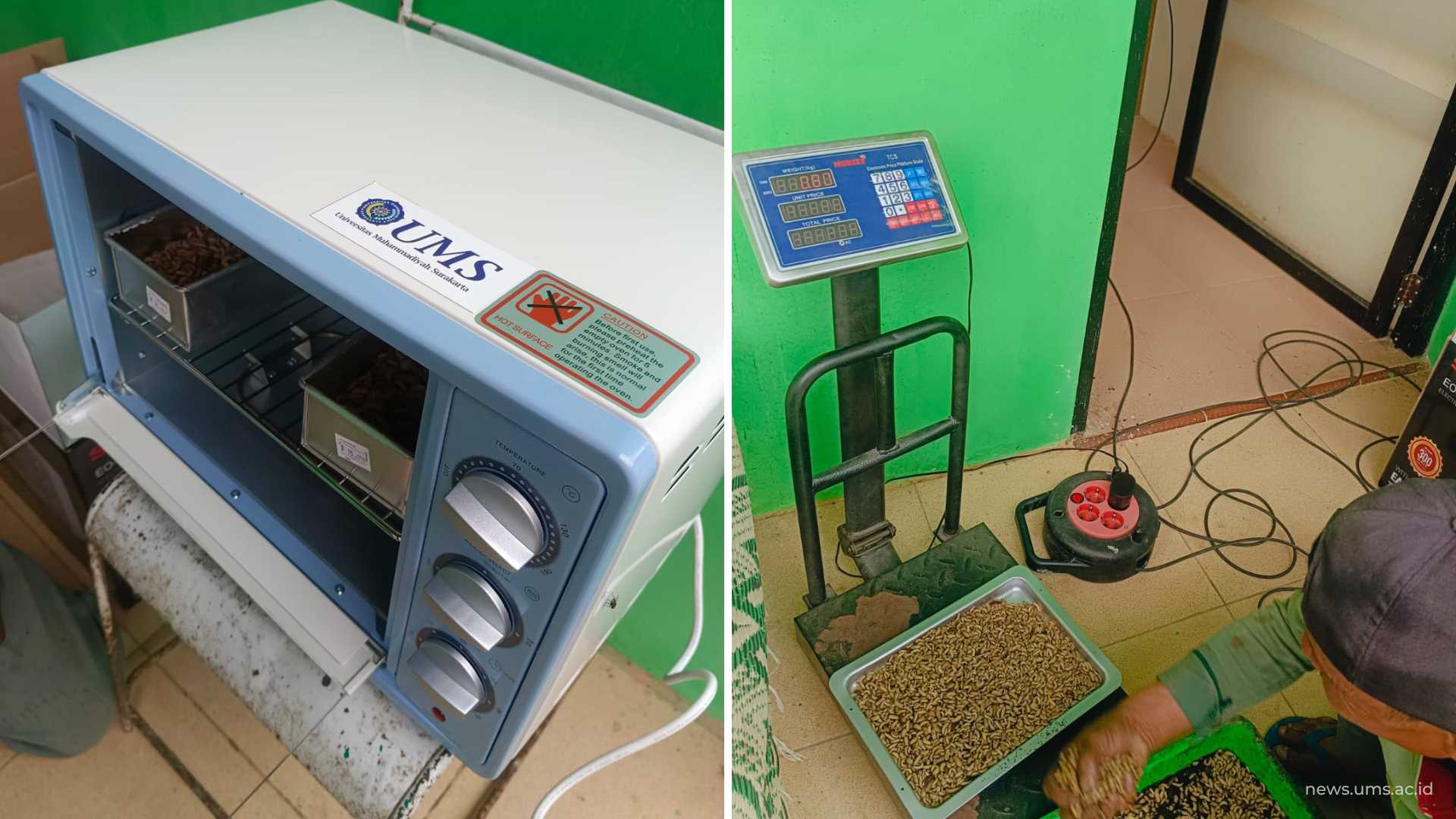 (kiri) Oven pengering dry magot (kanan) Proses penimbangan magot